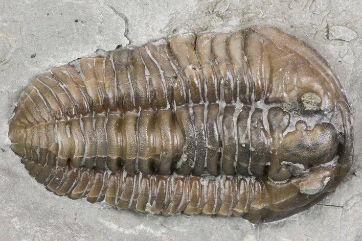 Prone Flexicalymene Trilobite - Mt Orab, Ohio #161708